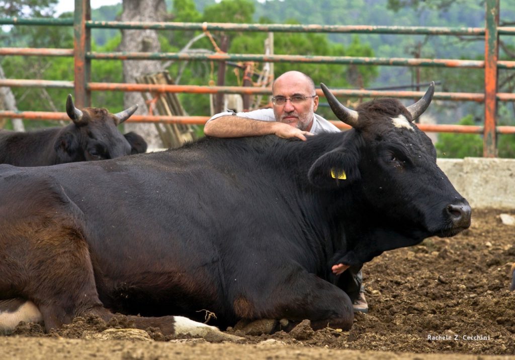 Marco e mucca nera