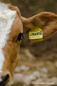 Libertà_pp copia 2
