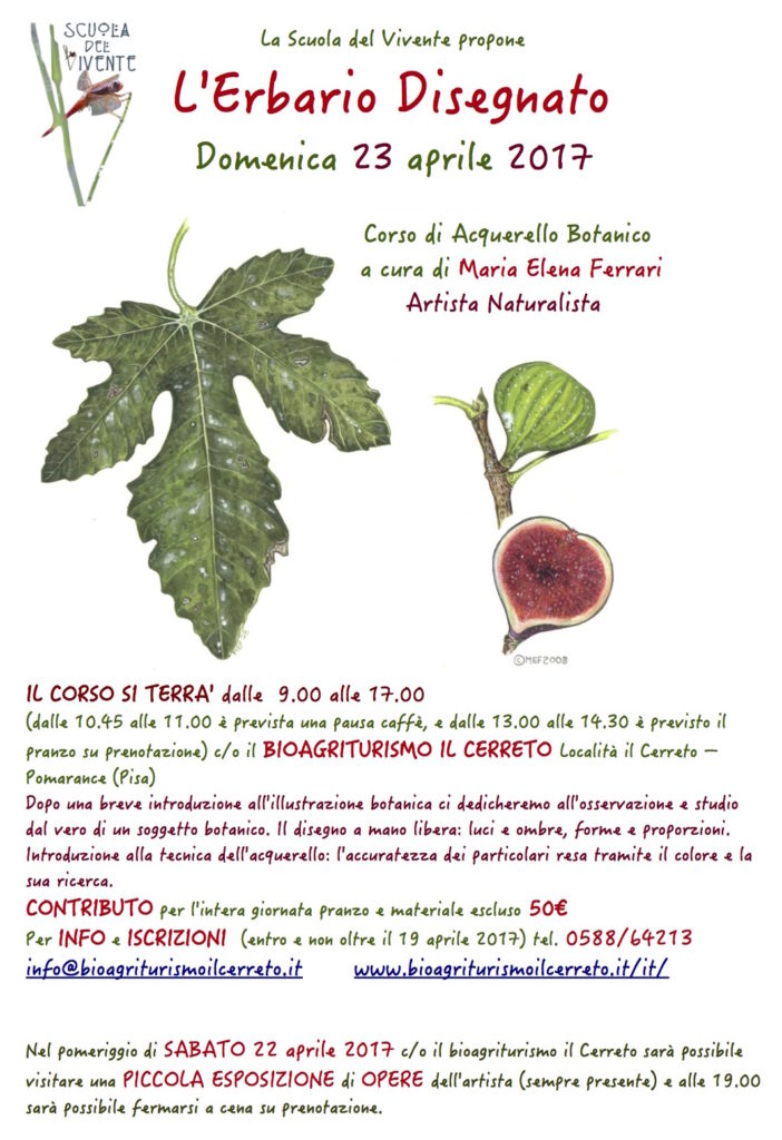 Disegno naturalistico_locandina Cerreto
