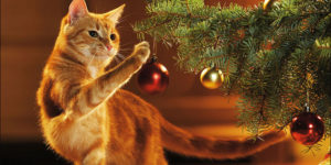 1448905146_gatto-gioca-con-albero-jpg-640x320