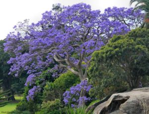jacaranda_NG1