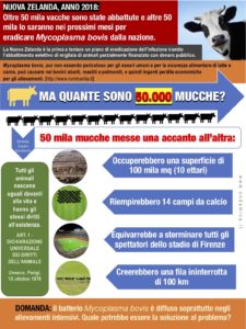 NUOVA ZELANDA_50 mila mucche