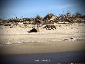 IMG_6022